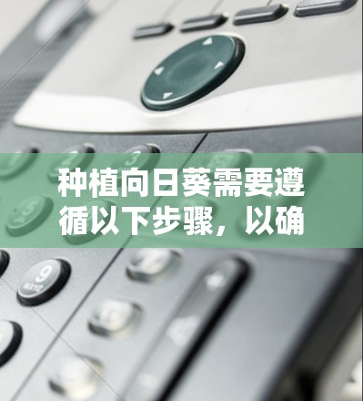 种植向日葵需要遵循以下步骤,以确保成功 种植向日葵需要遵循以下步骤,以确保成功
